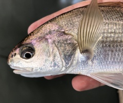 Genyonemus lineatus