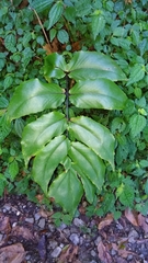 Cyrtomium macrophyllum