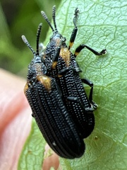 Odontota scapularis