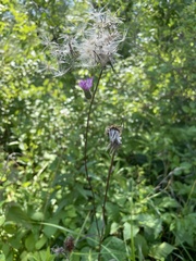 Cirsium carolinianum