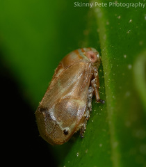 Clastoptera querci