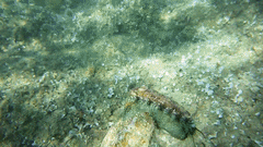 Haliotis tuberculata