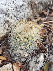 Escobaria organensis