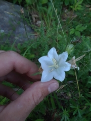 Campanula persicifolia
