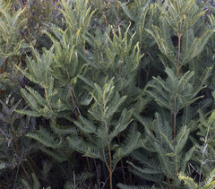 Sticherus cryptocarpus