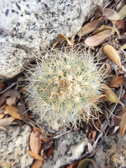 Escobaria organensis