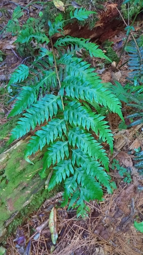 Image of Woodwardia unigemmata by (c) Cynthia Su, some rights reserved (CC BY)
