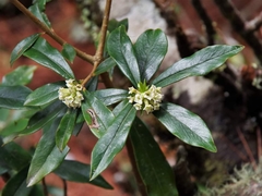 Daphne arisanensis