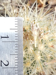 Escobaria organensis