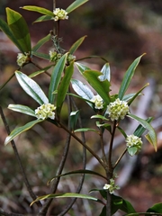 Daphne arisanensis