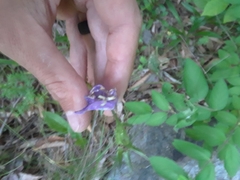 Campanula persicifolia