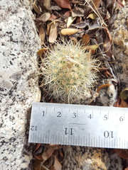 Escobaria organensis