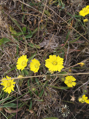 Hemizonia congesta lutescens