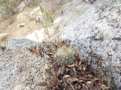 Escobaria organensis