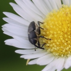 Odontocorynus salebrosus