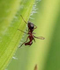 Myiomyrmica fenestrata