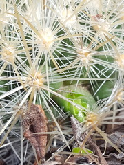 Escobaria organensis