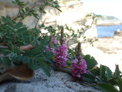 Indigofera pseudotinctoria