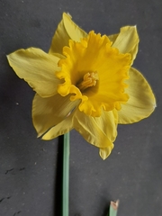 Narcissus