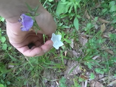 Campanula persicifolia