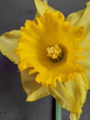 Narcissus