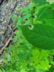 Aspilanta hydrangaeella