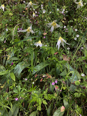 Erythronium multiscapideum