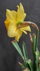 Narcissus