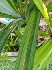 Pandanus amaryllifolius