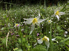 Erythronium multiscapideum