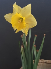 Narcissus