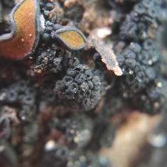 Cucurbitaria