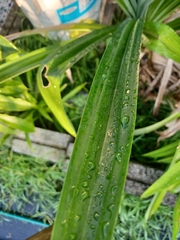 Pandanus amaryllifolius