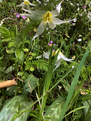 Erythronium multiscapideum