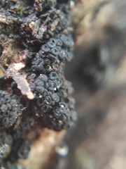 Cucurbitaria