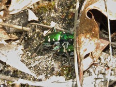 Cicindela patruela