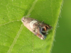 Grapholita interstinctana