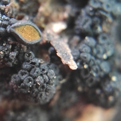 Cucurbitaria
