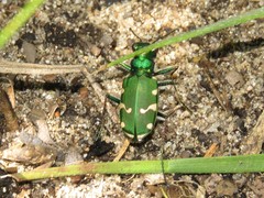 Cicindela patruela