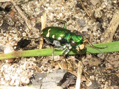 Cicindela patruela