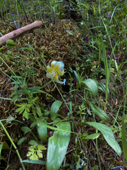 Erythronium multiscapideum