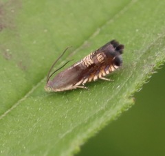 Grapholita interstinctana