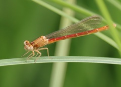 Amphiagrion