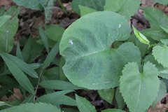 Symphyotrichum cordifolium