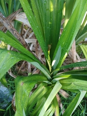 Pandanus amaryllifolius