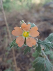 Sphaeralcea polychroma