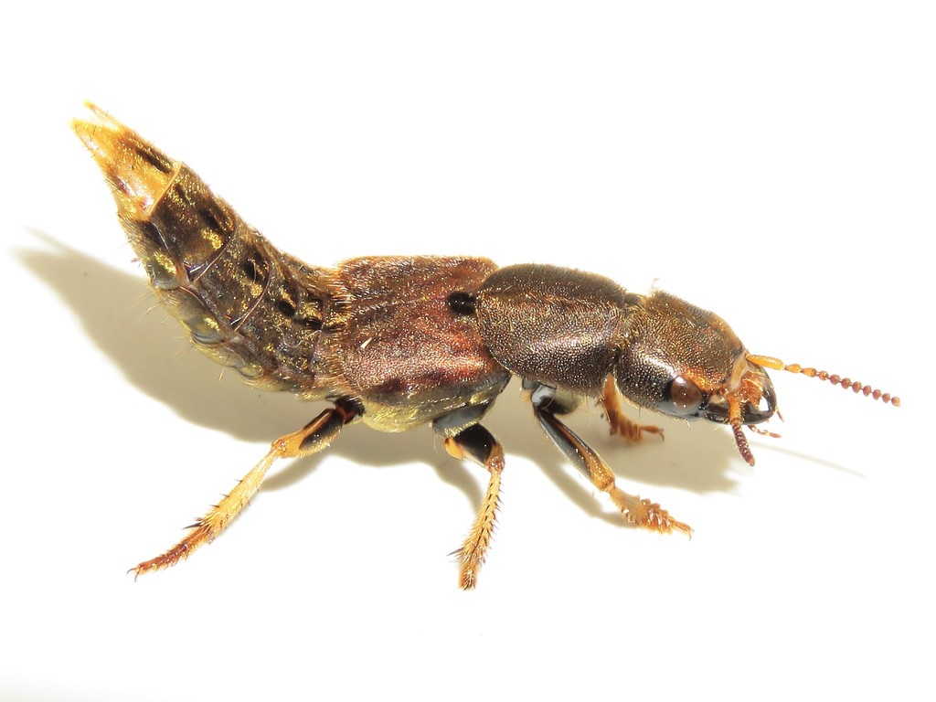 Brown Rove Beetle