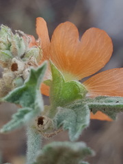 Sphaeralcea polychroma