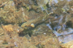 Fundulus diaphanus