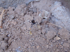 Latrodectus hesperus